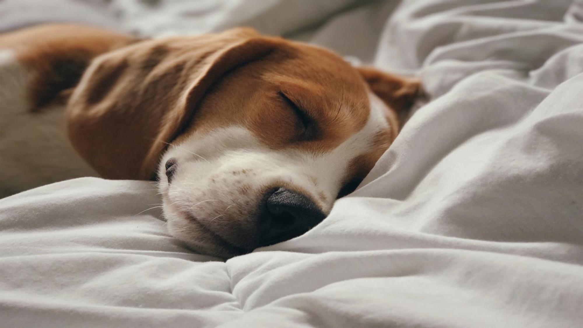 Holiday Inn Santo Domingo By Ihg Exterior foto A dog sleeping